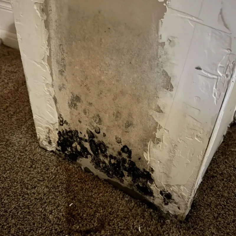 Professional Mold Removal in Shannon, MS